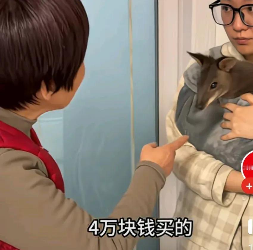 谁懂啊？一姑娘花四万块买了个袋鼠玩偶，家里直接吵翻天了。
这事就发生在2025年