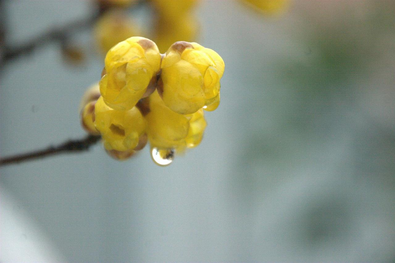 上联:多情小雨邀风舞，
下联:无意柔花含泪啼