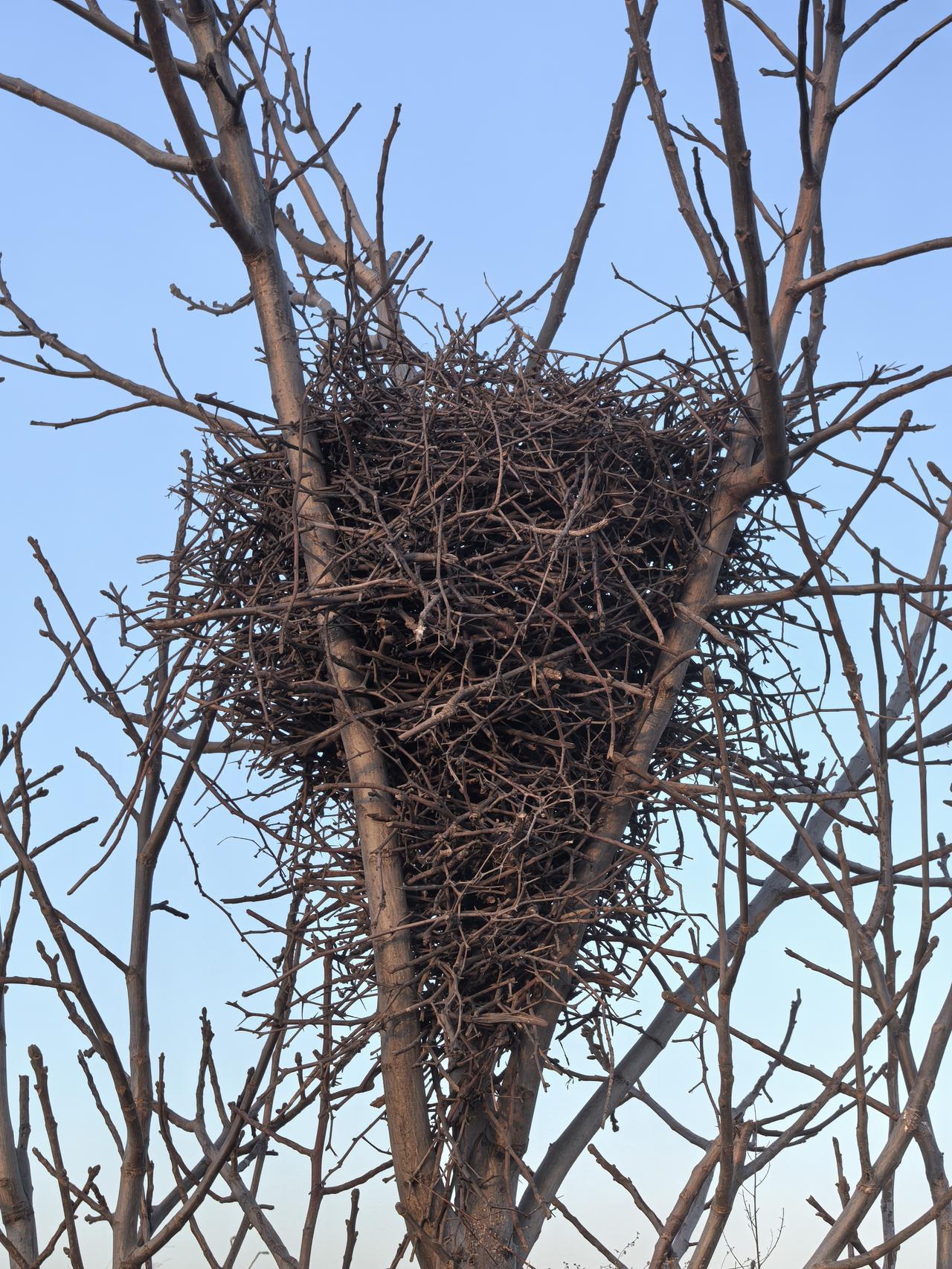 不经意间看到树上有一个巨大的鸟巢，好壮观！