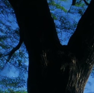 豁达胸怀在狭隘处种辽阔，于怨怼中植慈悲。宽恕不是怯懦，是让灵魂在宽容里呼吸壮丽的