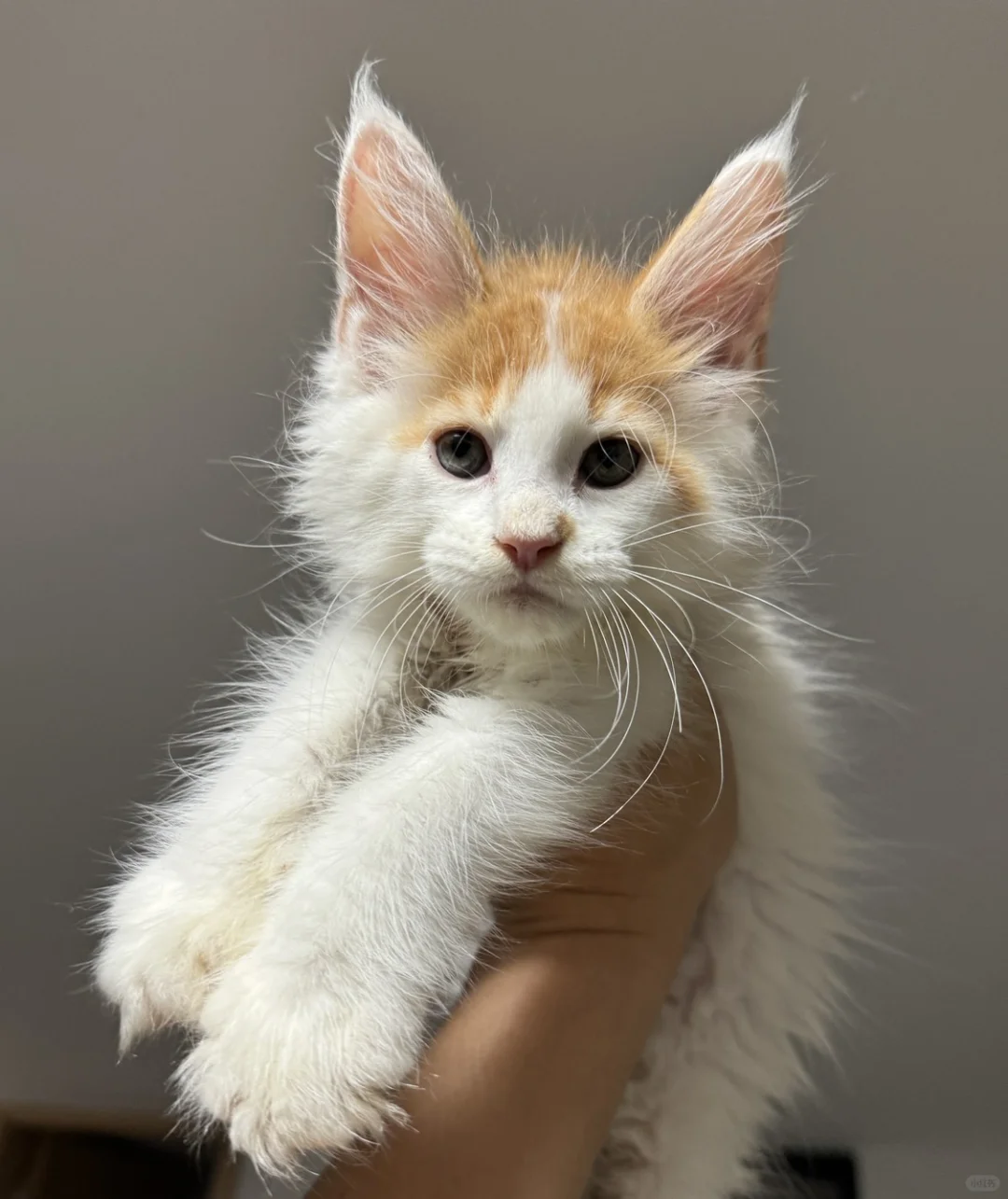 缅因｜红虎加白缅因弟弟