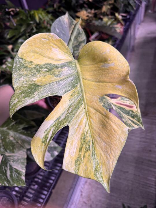 铂金三色龟背竹，天花板的颜值