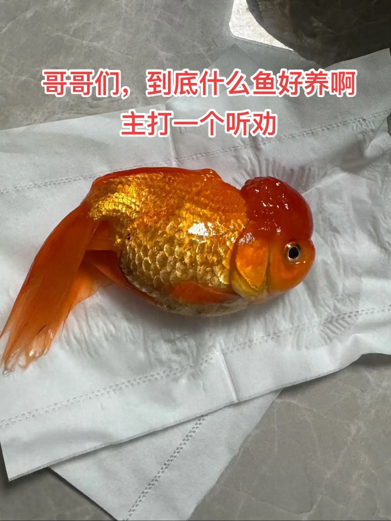 又又又挂了😭😭😭，到底什么鱼好养啊