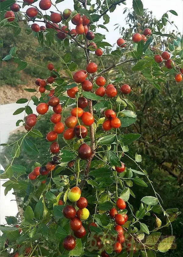 早起溜达，有来摘酸枣的吗？ 心理学告诉我们，认知一致才是关系稳固的关键...