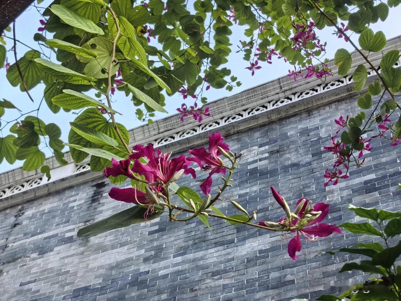 广州街头的紫荆花影｜手机随手拍

  在花城广州，街头的紫荆花随处绽放，不经意间