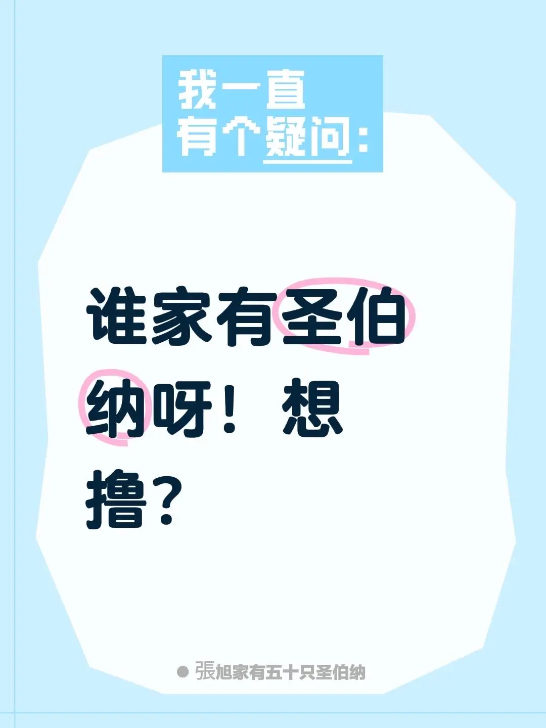 谁家有圣伯纳呀！想撸？