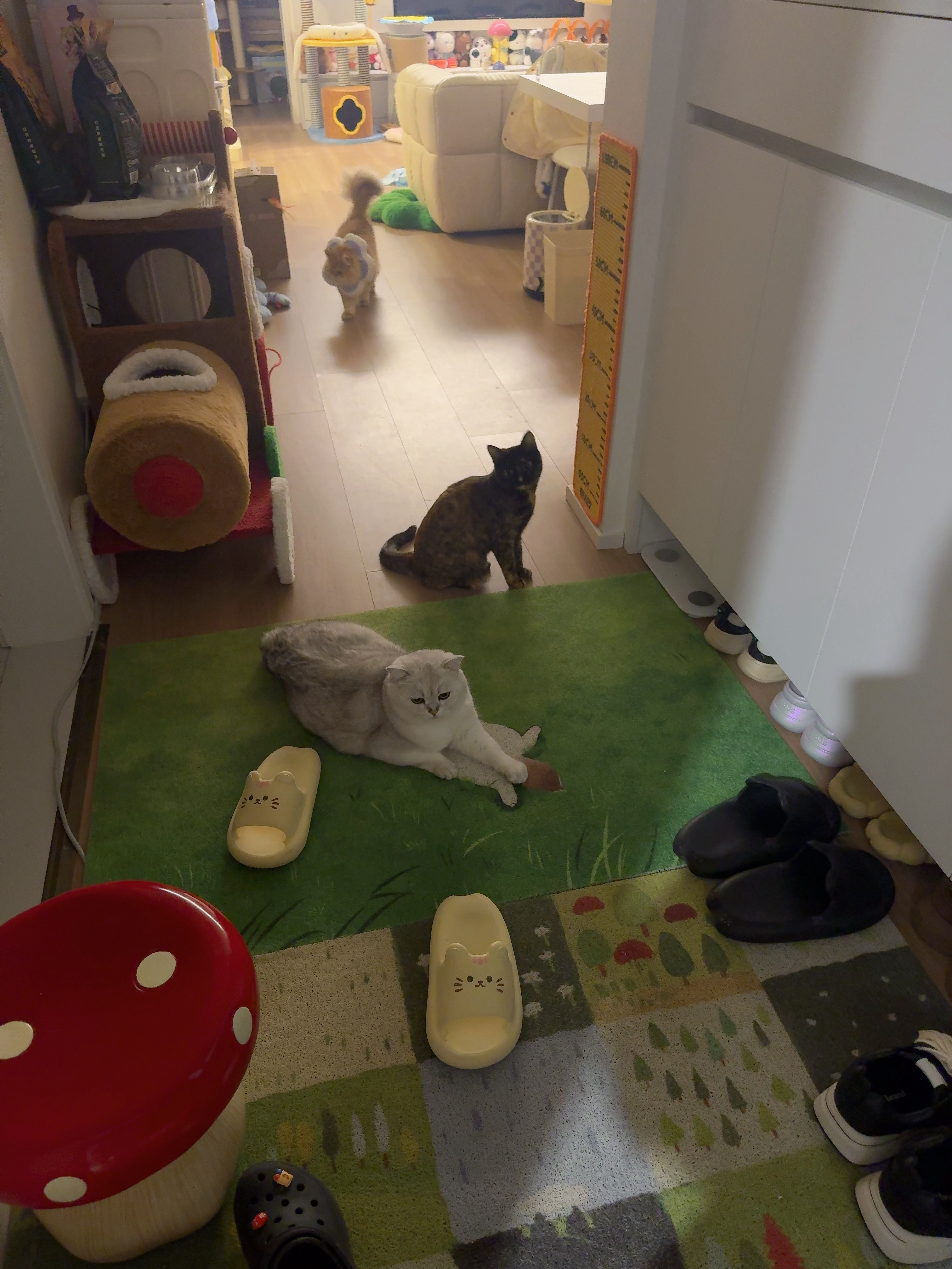 每次一回家就看到叮叮在门口，是刚跑过来 还是一直就在门口等呢[泪] ​​​