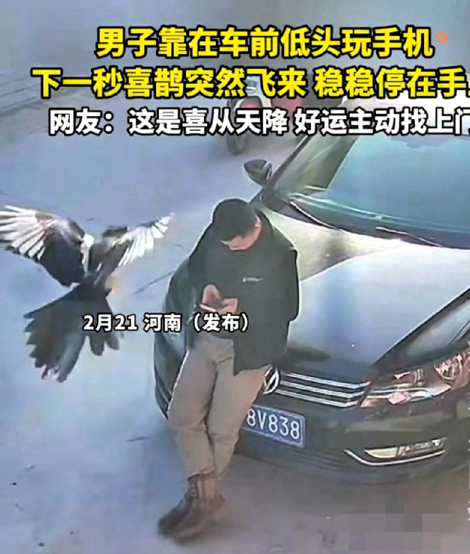 喜鹊接喜！
这一幕太治愈了！

男子正靠在车前低头玩手机，一只喜鹊突然主动飞来落