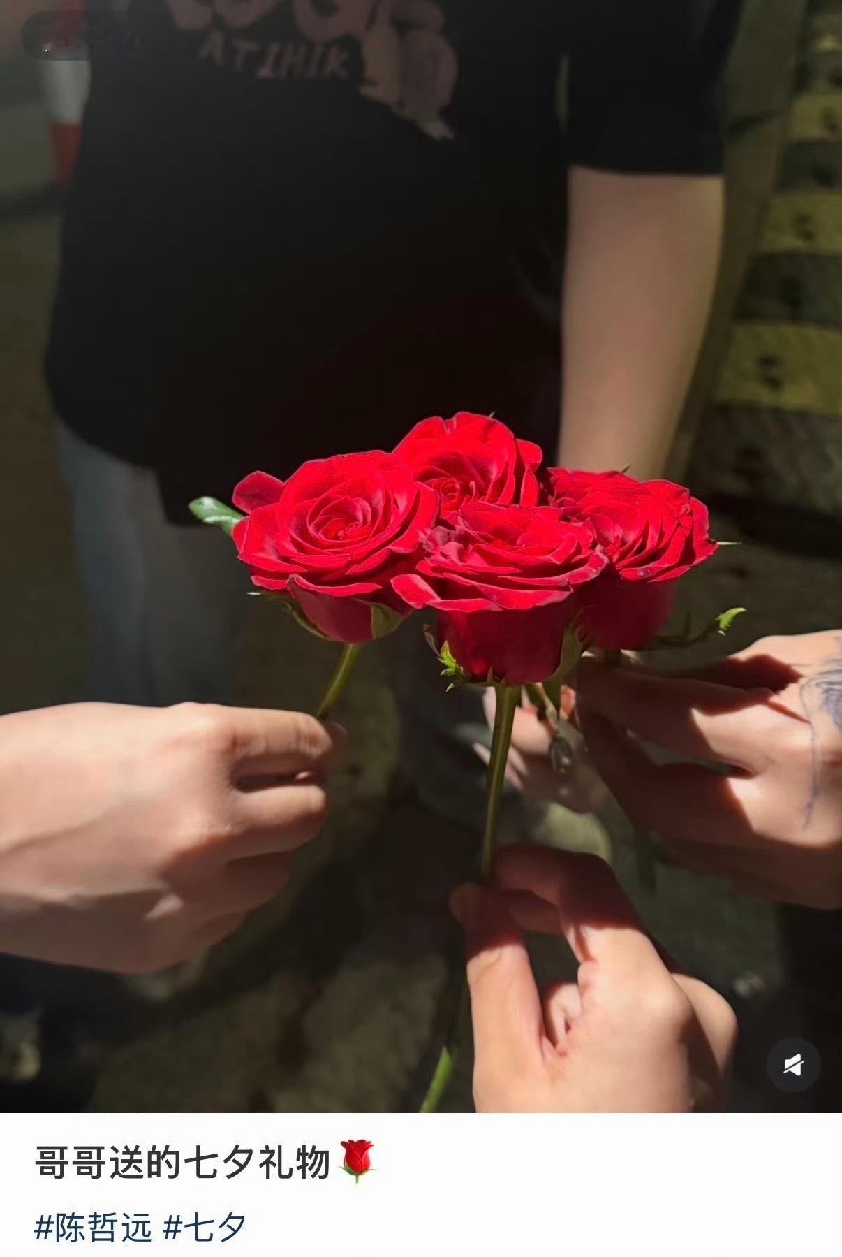 粉丝七夕收到陈哲远送的玫瑰花粉丝七夕节收到陈哲远送的玫瑰花了耶！我也想收 现在去