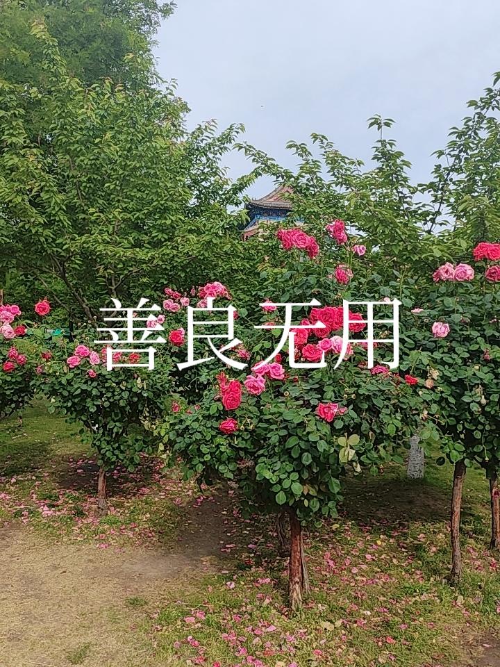 美国西方无休止的围堵制裁，中国下手越来越狠
人不狠，站不住脚跟！国不狠，立不住！