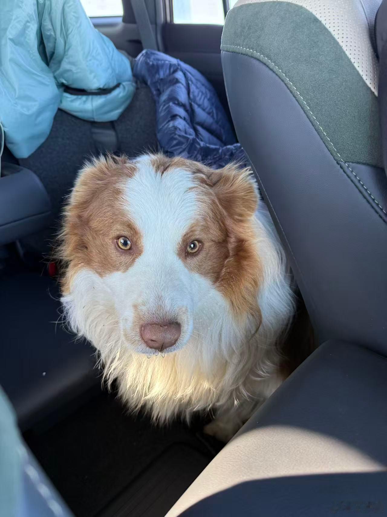 在达达线路边捡到一个狗（图1），自己坐在路边，很可怜，一看就是谁家的宠物狗，感觉