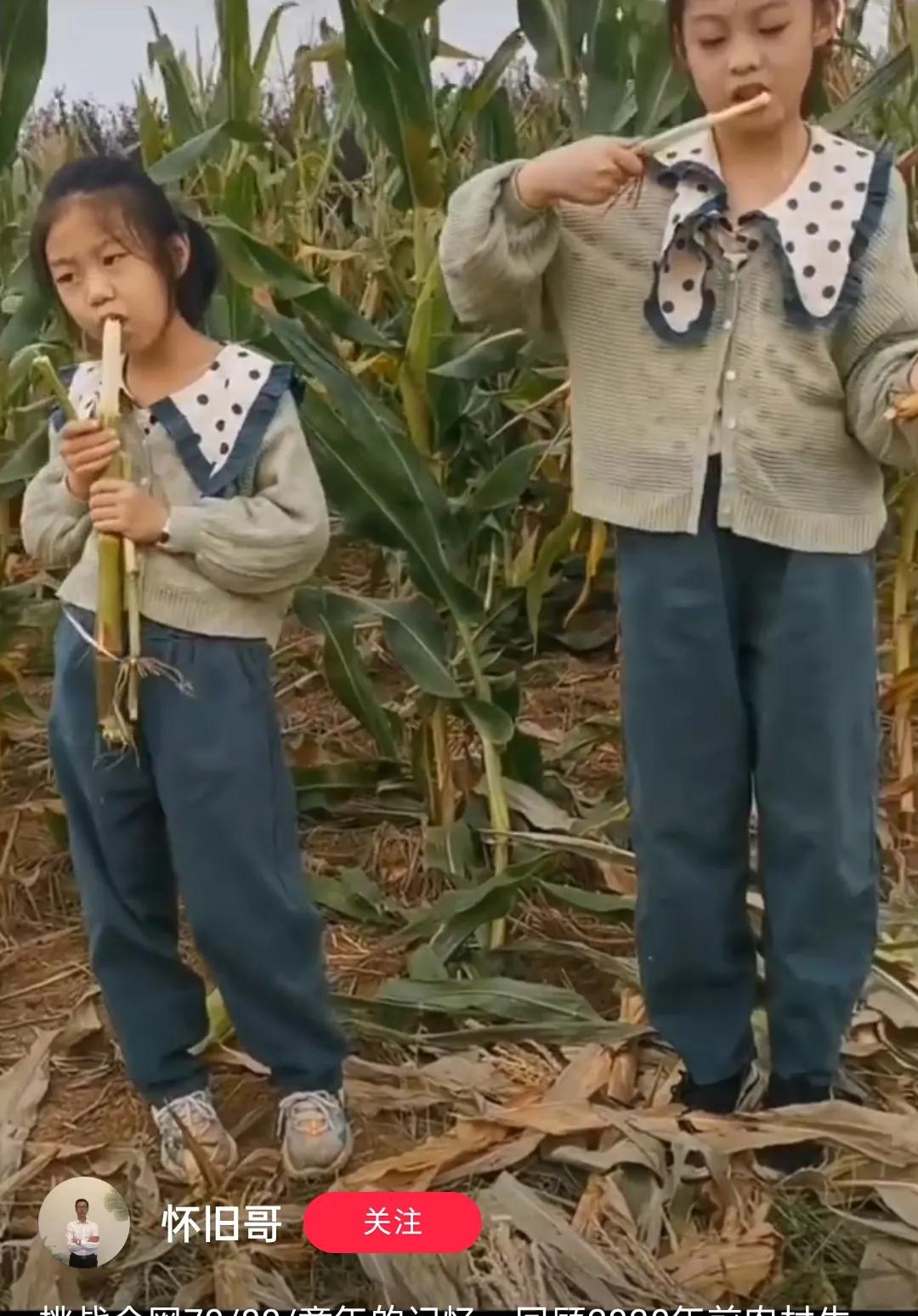 玉米地里的你们，是最美的风景#妈妈帮收玉米# #奶奶的，小可爱# #帮婆婆家收玉