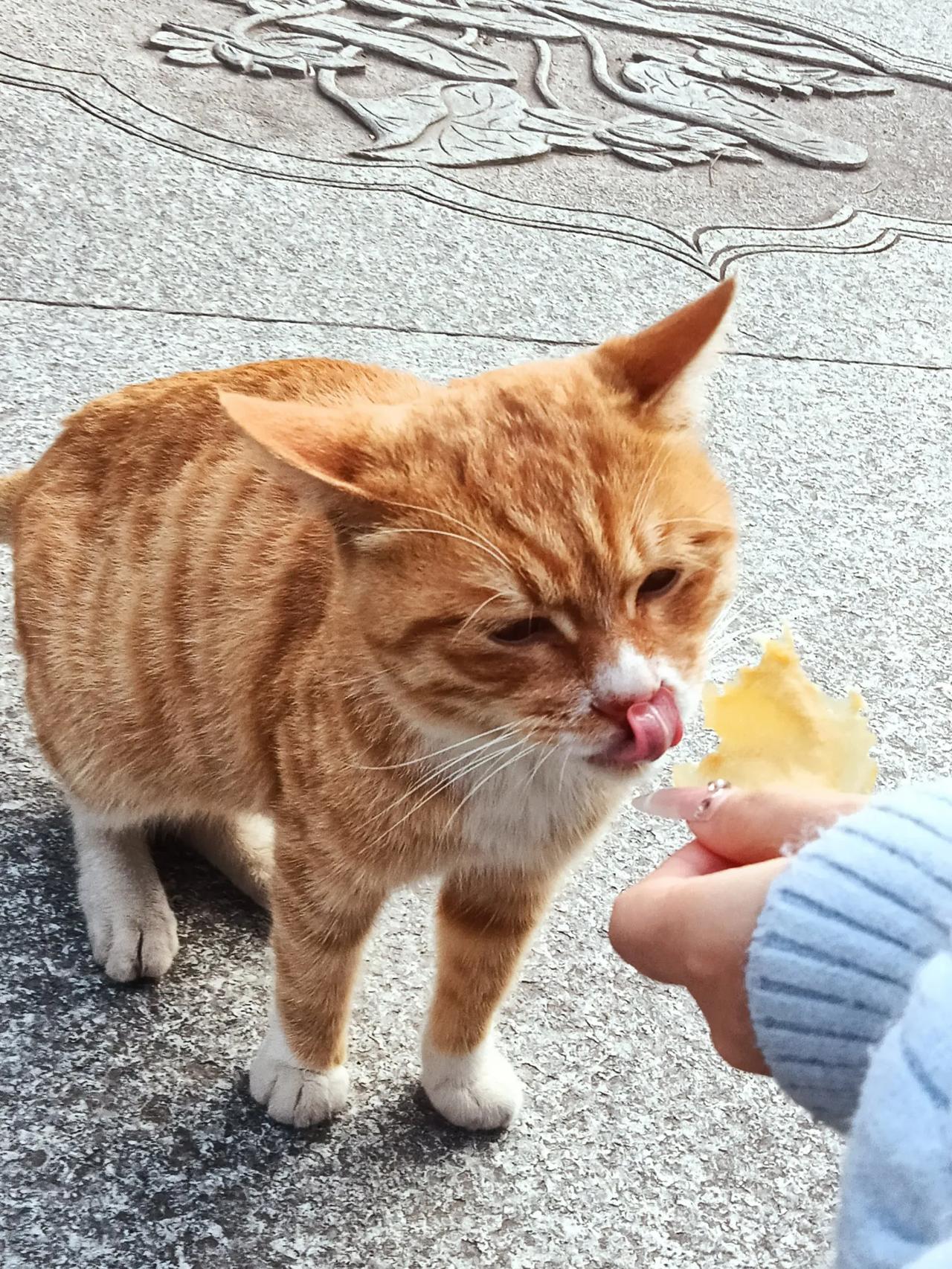 大兴善寺的猫咪们