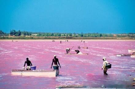 粉色的湖 澳洲的希利尔湖 & 非洲的塞内加尔湖 ​​​