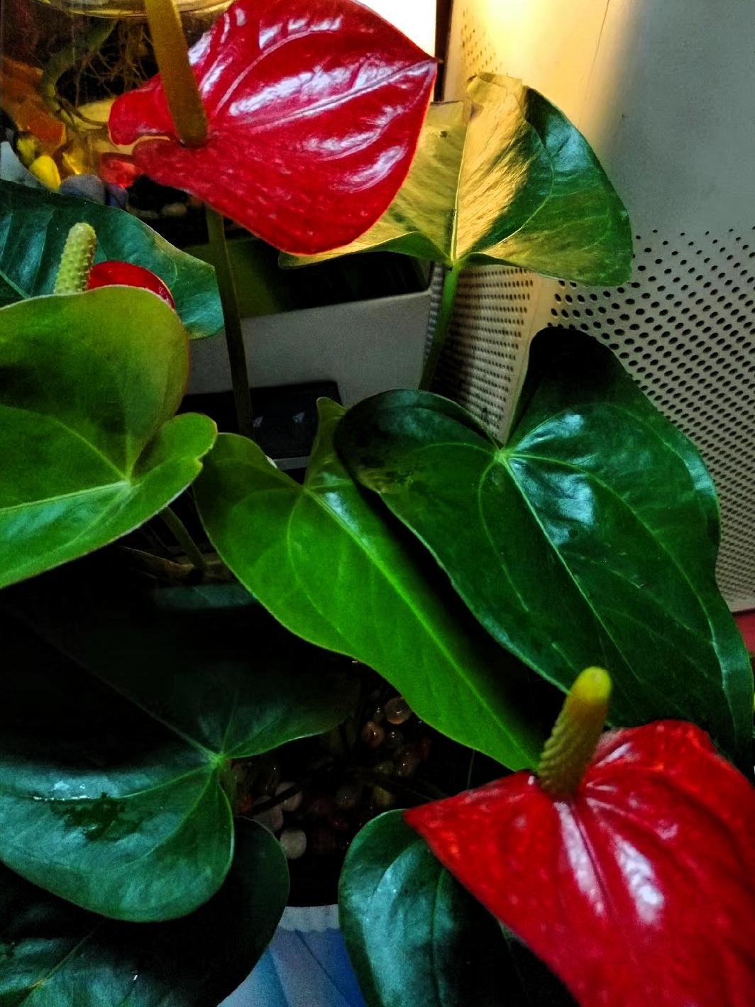 养了一年的红掌，原本以为会被养死了，听了朋友的建议，用山泉水或者干净的河水来养的