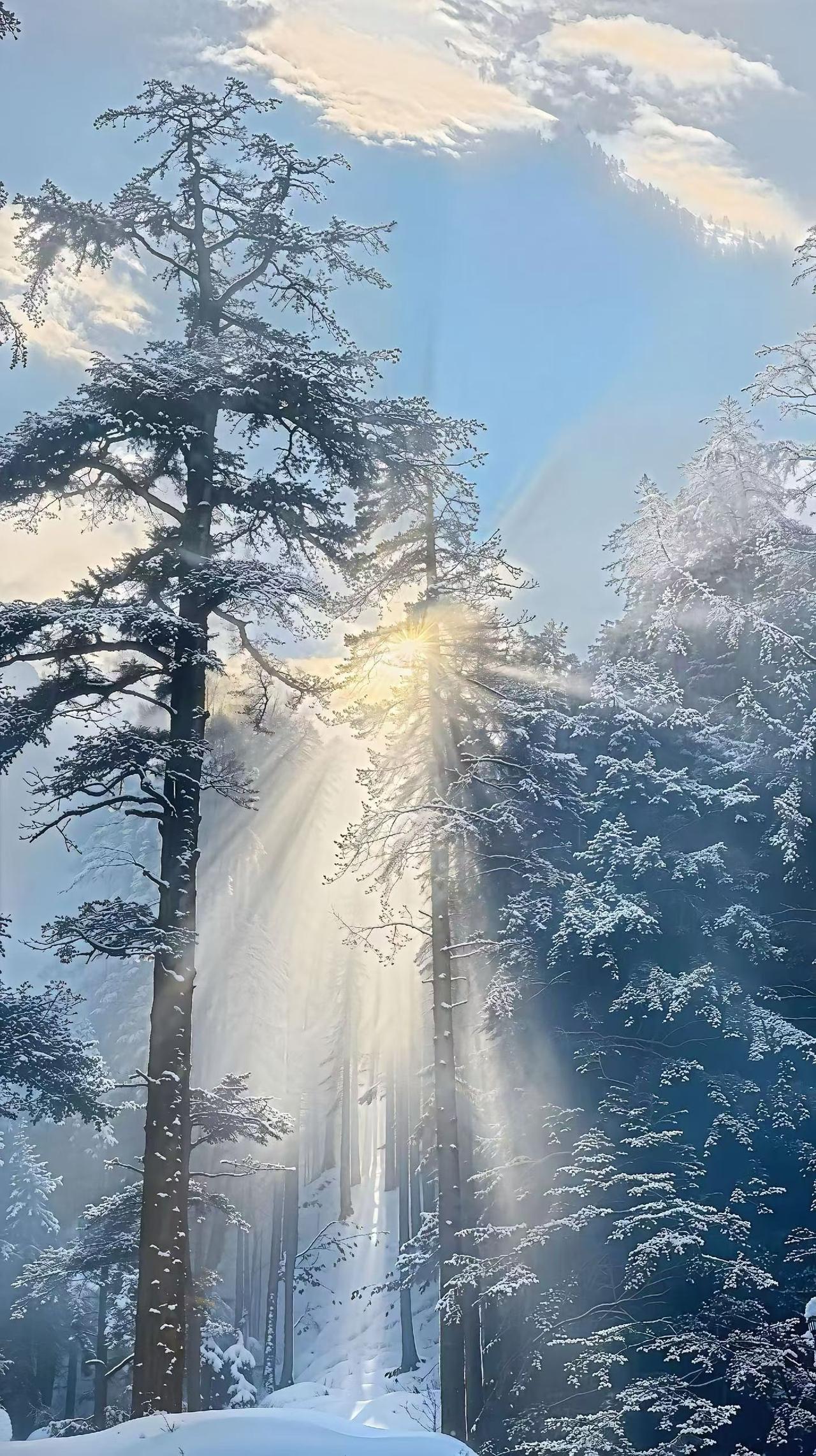 初雪轻落，枝桠披白，如同细碎的珍珠，点缀出诗意的冬景。‌

白雪皑皑，万物归寂，