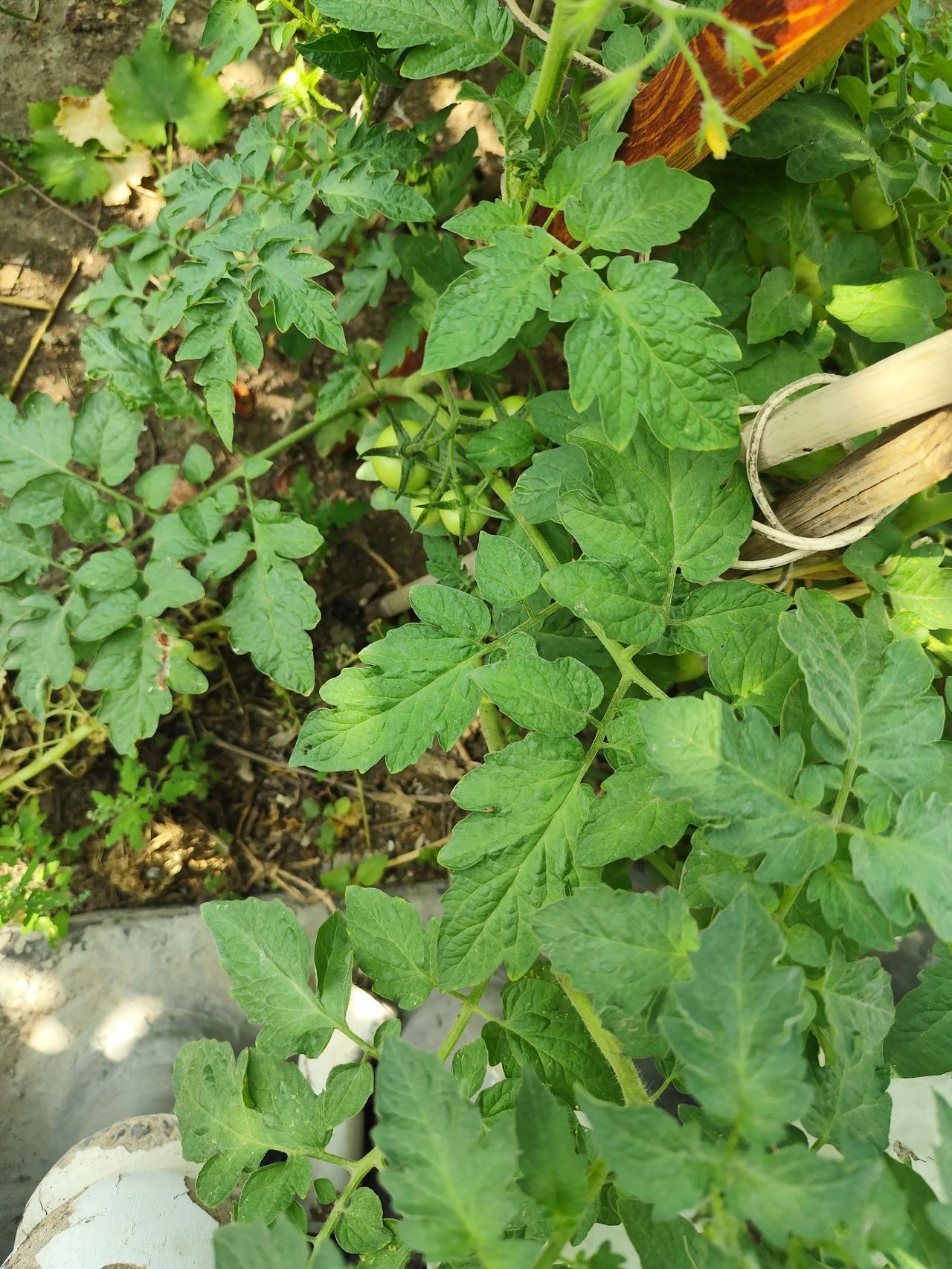 最近几天迷上床上练习八段锦，会不会瘦我还不敢保证，但我的睡眠质量确实好了不少。