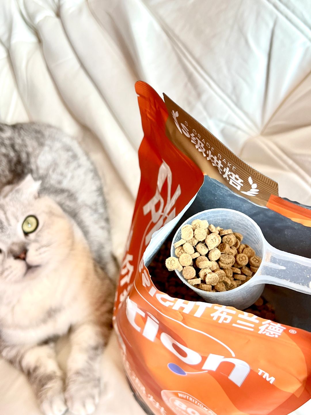 轻松拿捏挑嘴小猫！赶紧收藏～