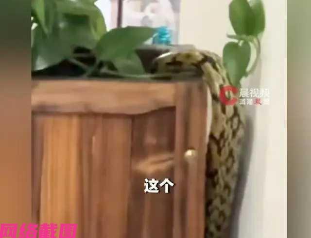 四川巴中某家火锅公社内，有食客在此处用餐时，看到有蛇在眼前漫游，这把食客也是惊讶