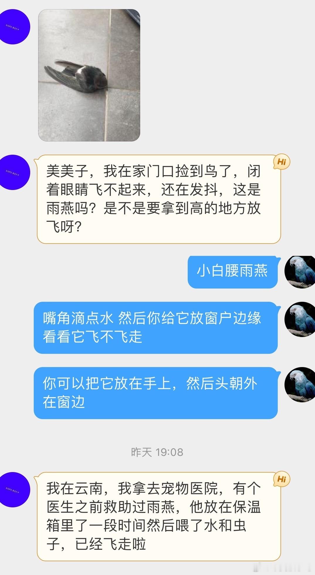 鸟粉投稿 家门口捡到的【小白腰雨燕】喂了点水和虫子 顺利飞走啦人好 鸟好！ ​​