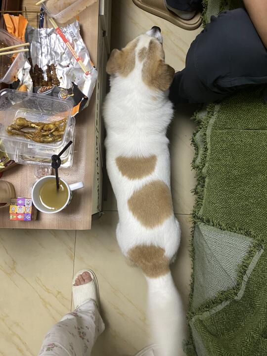 会摆尾巴的波波肠吃夜宵（库存）