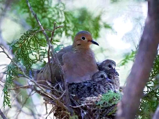 这是优秀教育的典范！
近日，深圳市宝安区宝安中学一高三学生因无法忍受杜鹃啼叫的干
