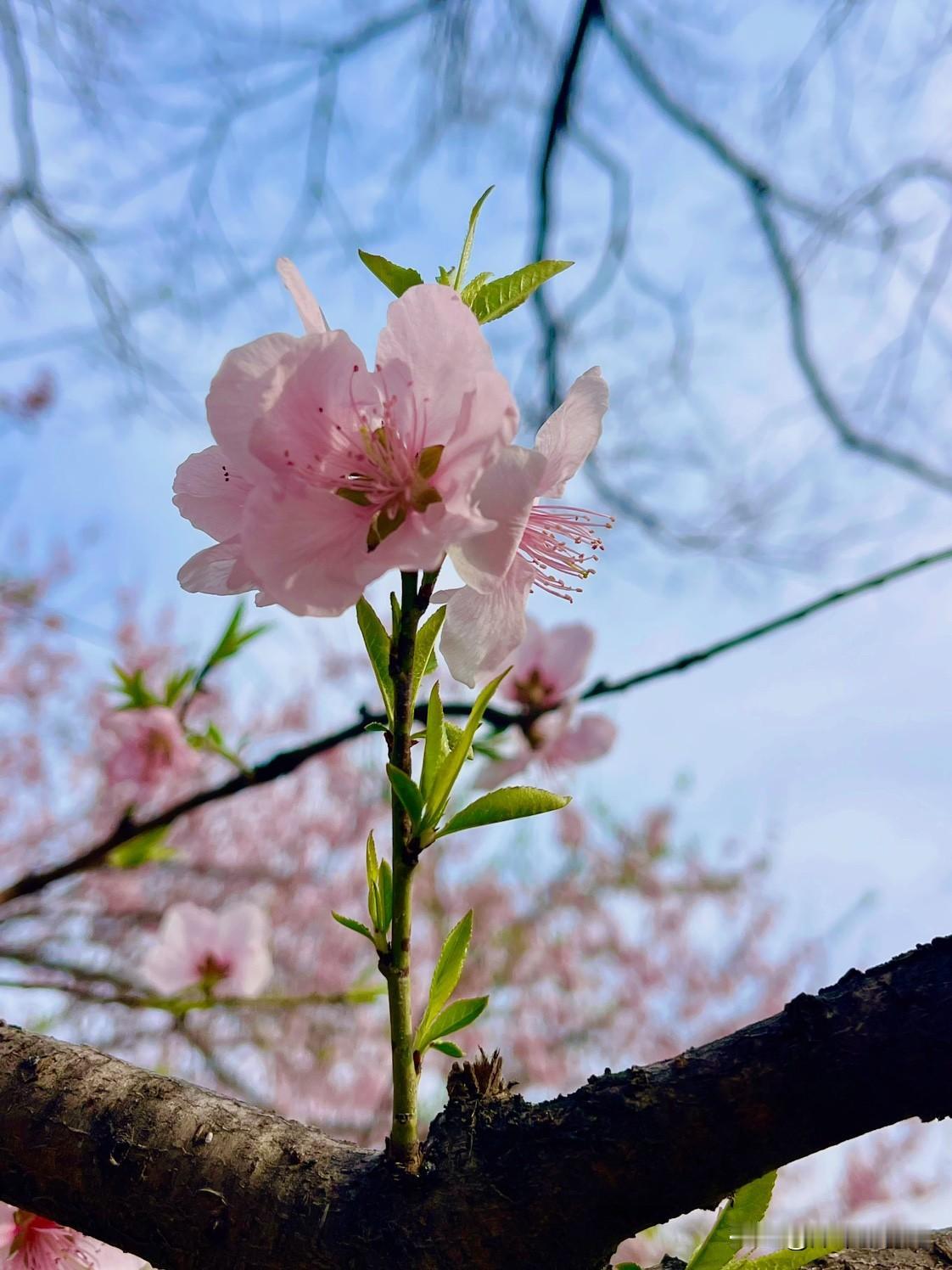 刚拍照的花卉有：桃花、玉兰花、紫荆花、樱花、蒲公英等。