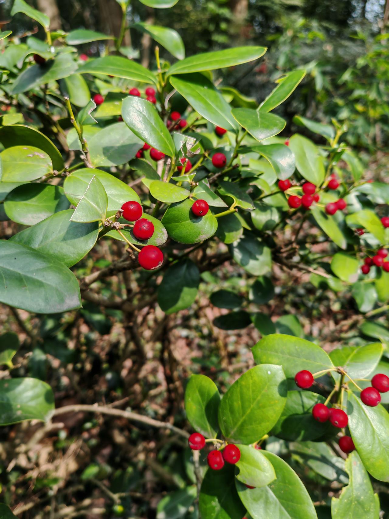 迷人的路边小野花深绿的叶片油亮厚实，簇拥着成串的艳红小果，像撒在枝头的红宝石。阳