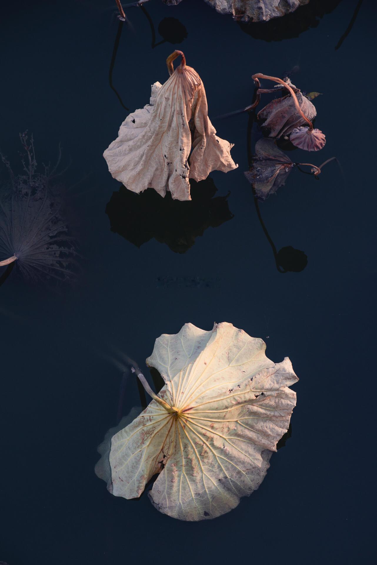 夕阳下的残荷美学“秋阴不散霜飞晚，留得枯荷听雨声”枯不是终点，是把热烈酿成了沉默