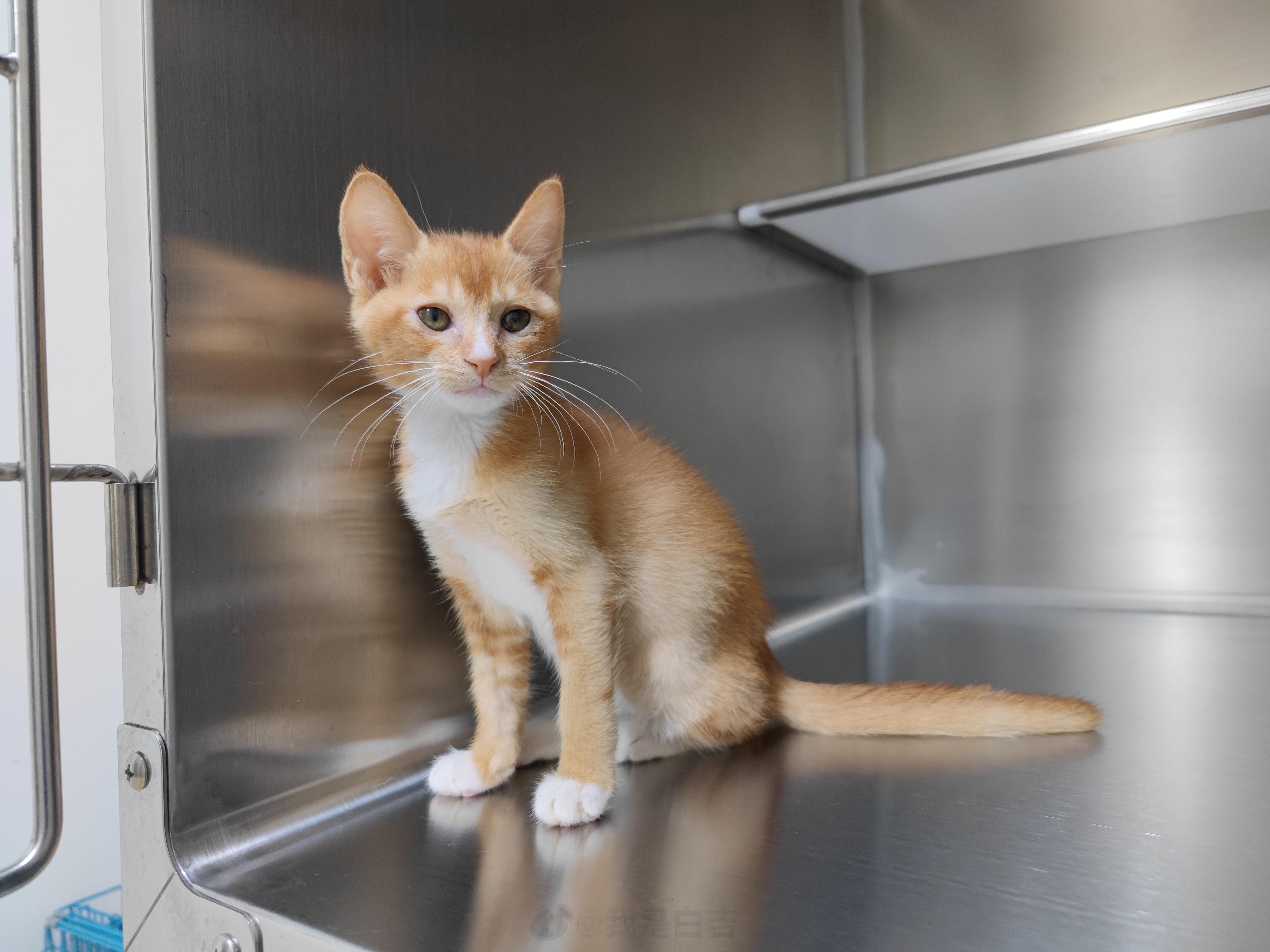 🐈领养小猫咪小不点，男孩、年约2个月，等待有爱的家人来包养。领养条件：生活工作