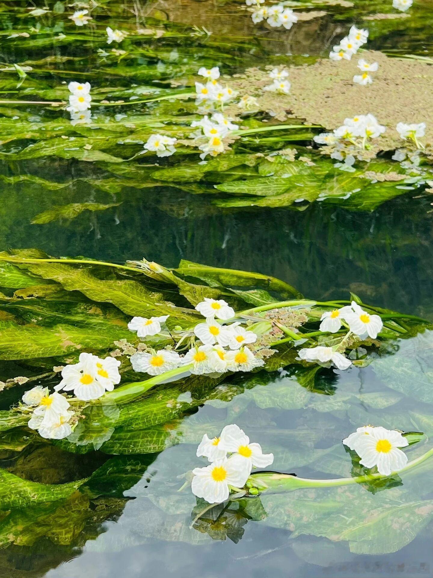一个小村庄里，藏着一条会开花的河🌿桂林永福百寿镇乌石屯，少有人知的小众秘境。4