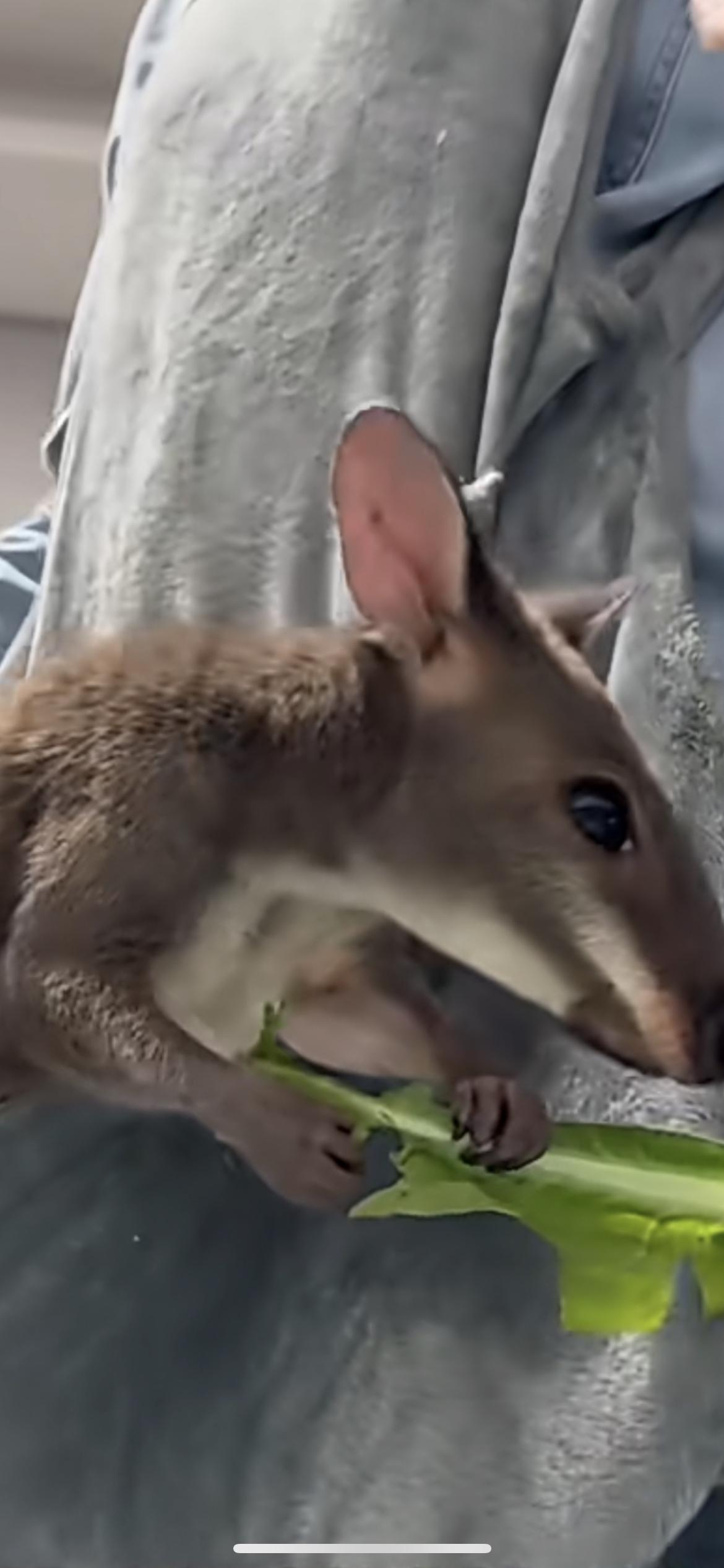 近日陕西，女生买了一只小袋鼠当萌宠，天天揣兜里蹦蹦跳跳。四万块钱买的还不包邮！网