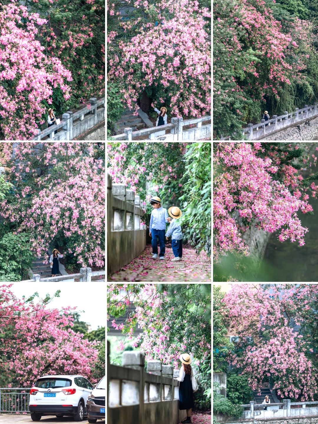 鹅掌坦异木棉开花啦🌸🌸河畔尽是粉色浪漫