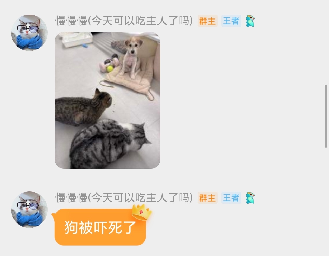 今言今语 狗被吓鼠了 