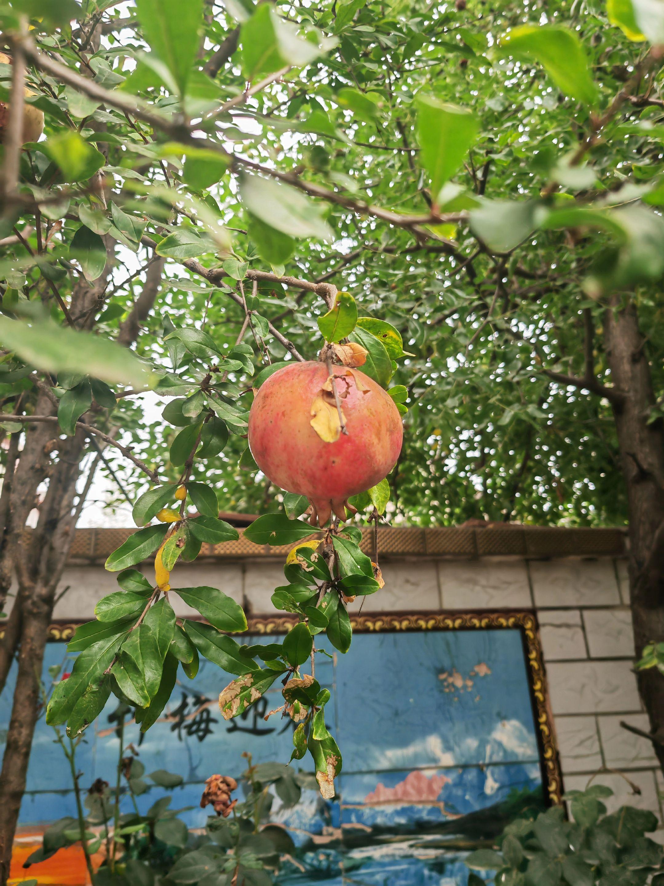 秋天的第一次打枣😀😃😄😁