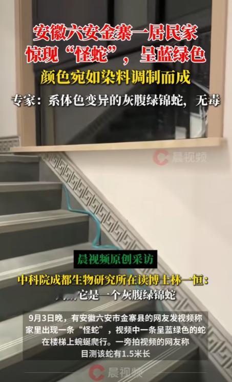 安徽金寨，一女子在家中休息时，突然在楼梯上发现一条蓝绿色的东西，开始还以为是根电