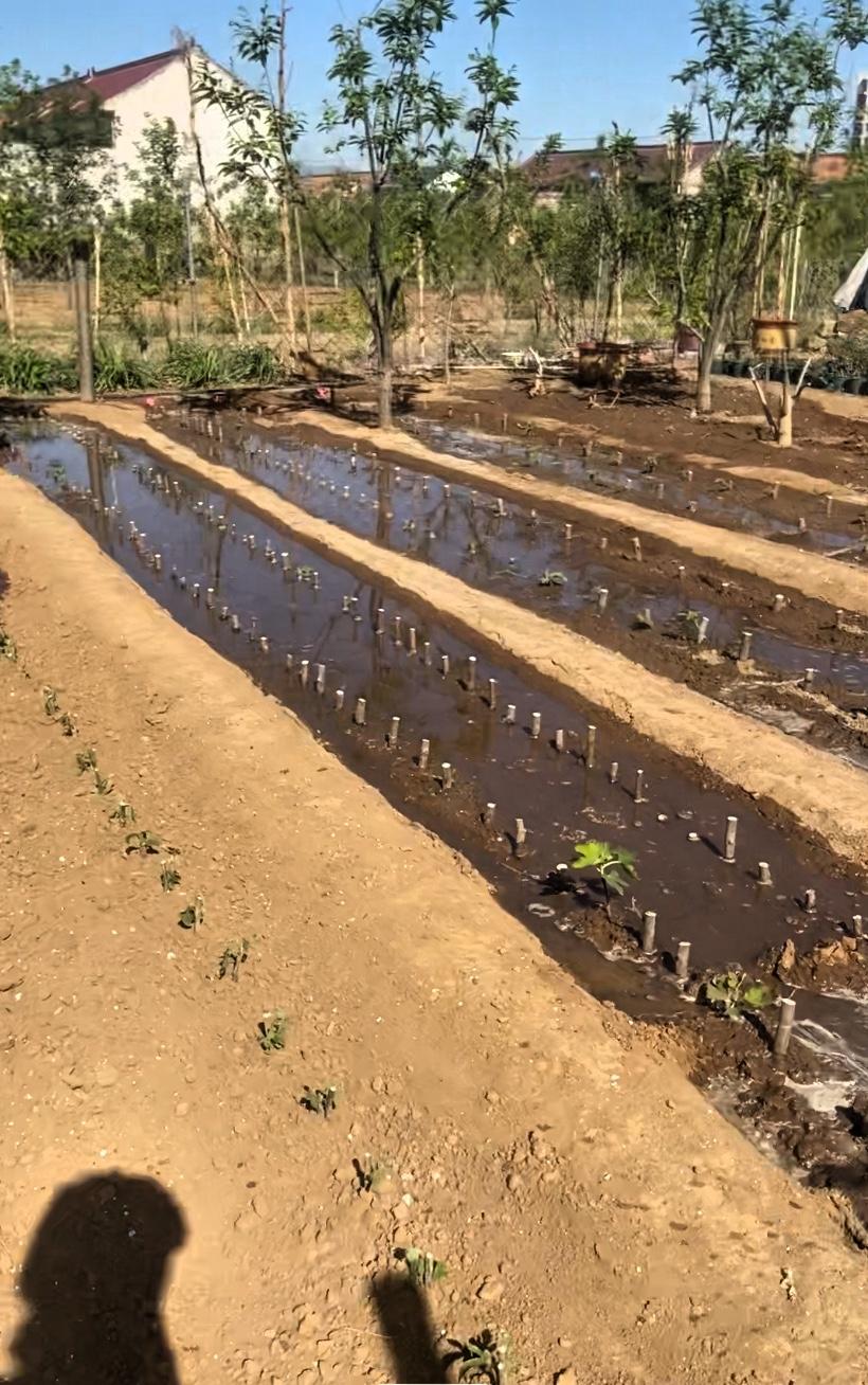 一畔一畔地浇，一步一步地走，500棵无花果苗，每一棵都承载着期待”，让我想起田园