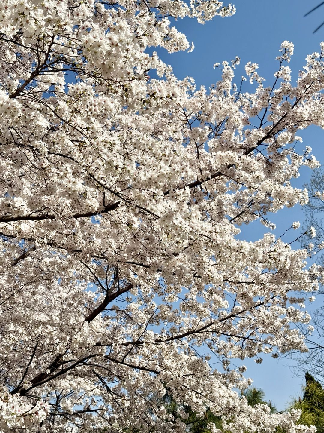 【花花是春天攒下的惊喜吧 共赴春日视觉盛宴！】三月春风和煦，城市处处洋溢着浪漫气