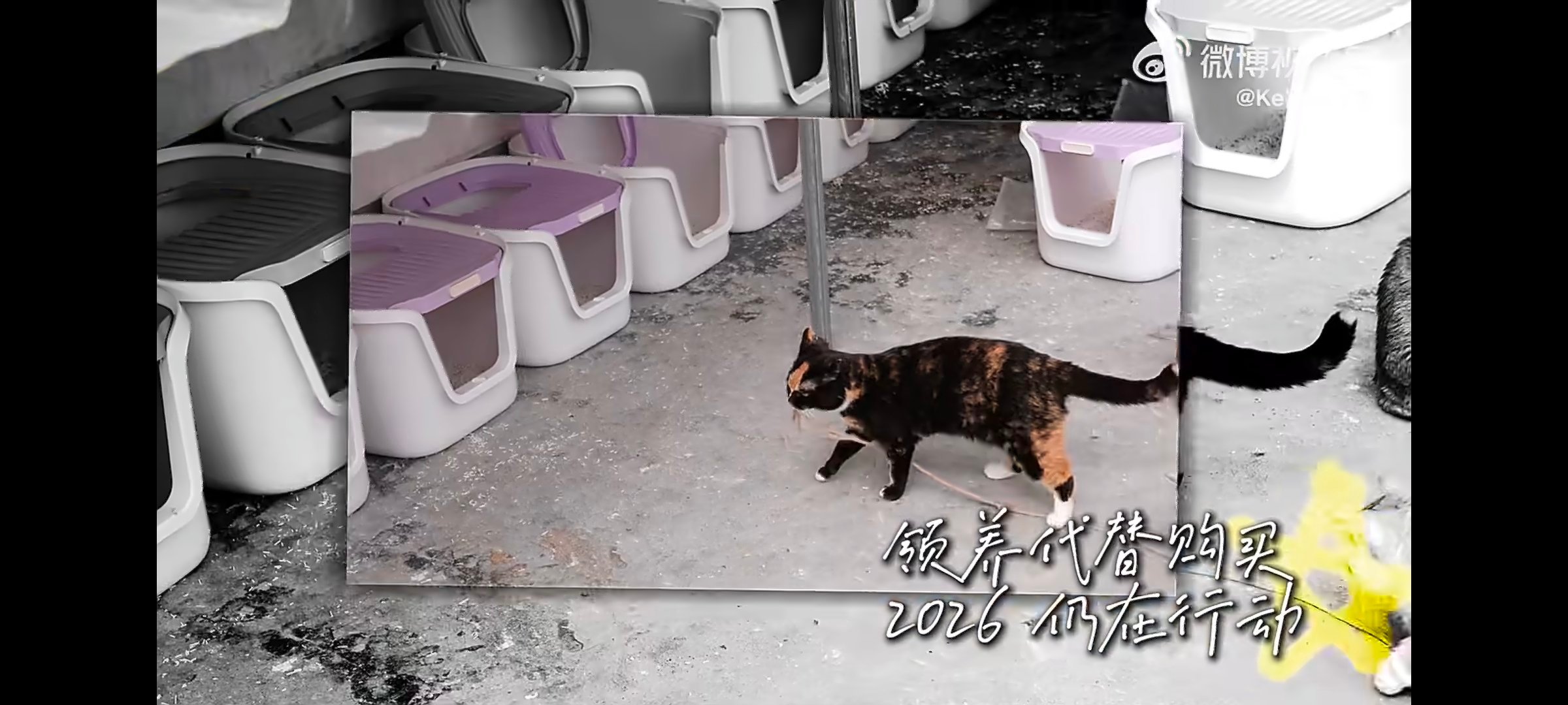 于文文于文文呼吁领养代替购买于文文温柔发声，三观好正！流浪不是它们的选择，爱是我