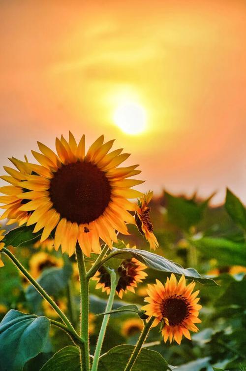 人这一辈子，最舒服的状态，就是晒晒太阳，放下烦恼
 
人活一辈子，忙忙碌碌几十年