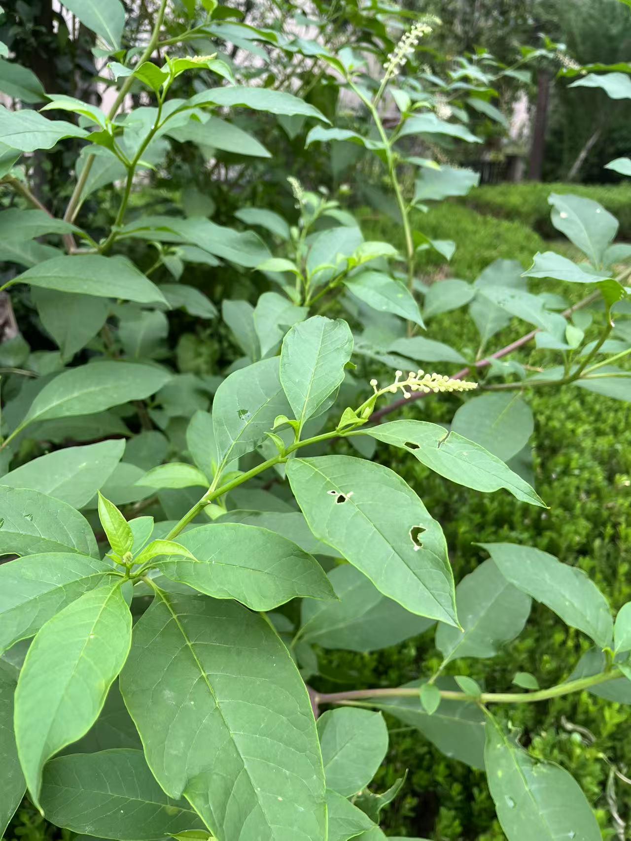 通过《面纱》，毛姆讲述了一个女主角凯芾通过经历各种幻相与陷阱，最终自我觉知成长，