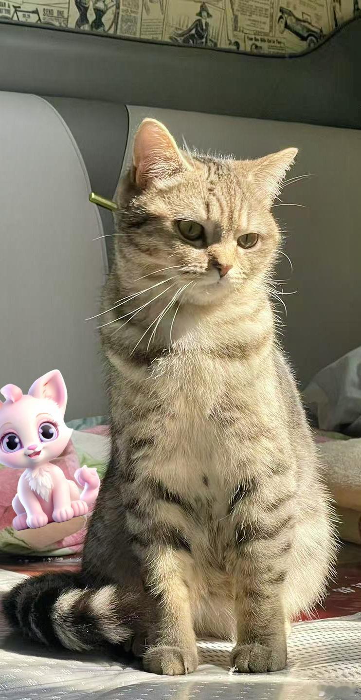 改天去朋友家“偷”猫感觉它有点不开心，到我家肯定会开心 [喵喵] 