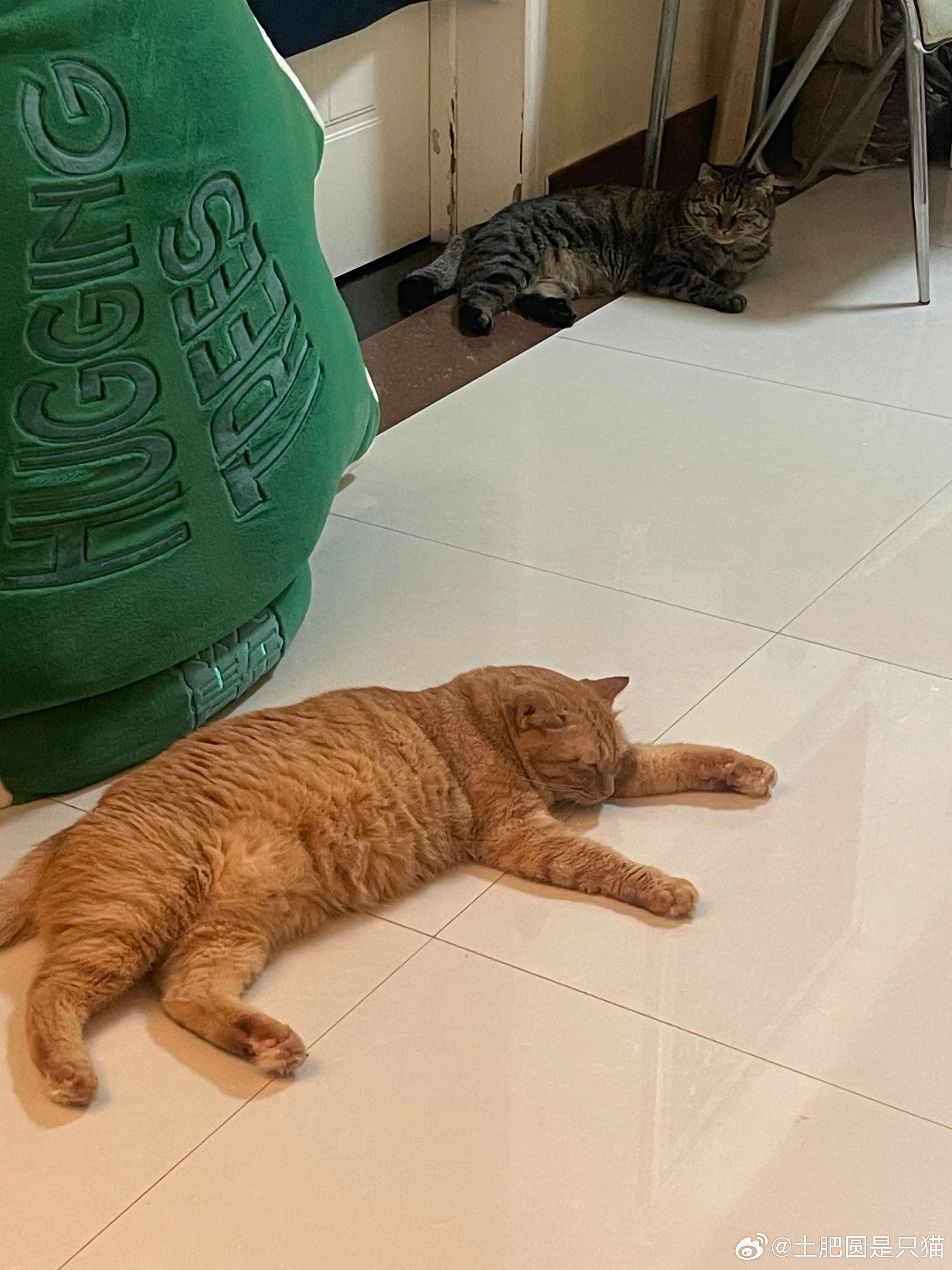 本来肉肉是在盯着碗的，结果盯着盯着自己也闭上了眼，最后直接趴下睡了 