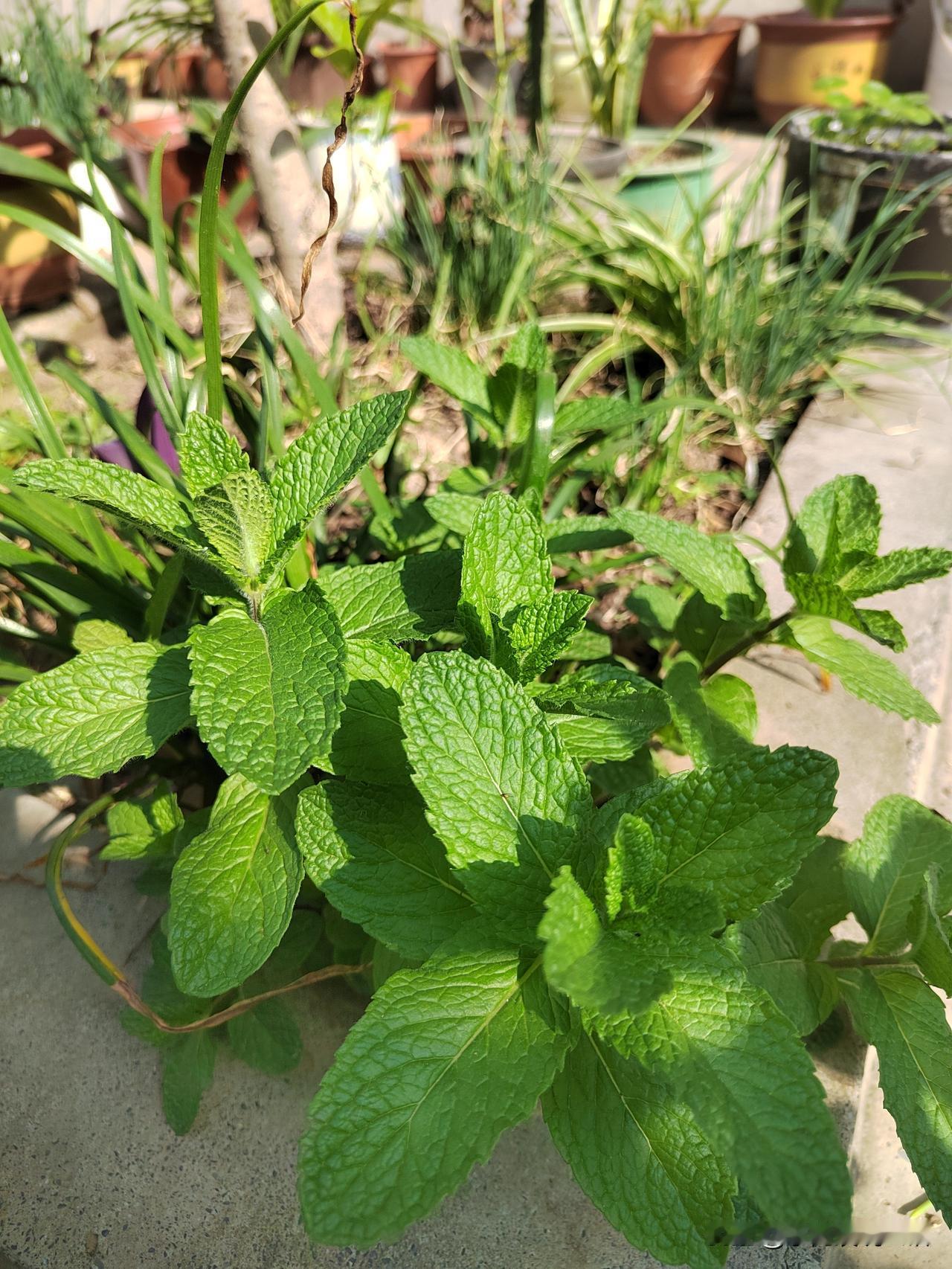 我刚退休一个多月，很有发言权！
说起退休不上班的感受，那真的是五味杂陈呐！
一是