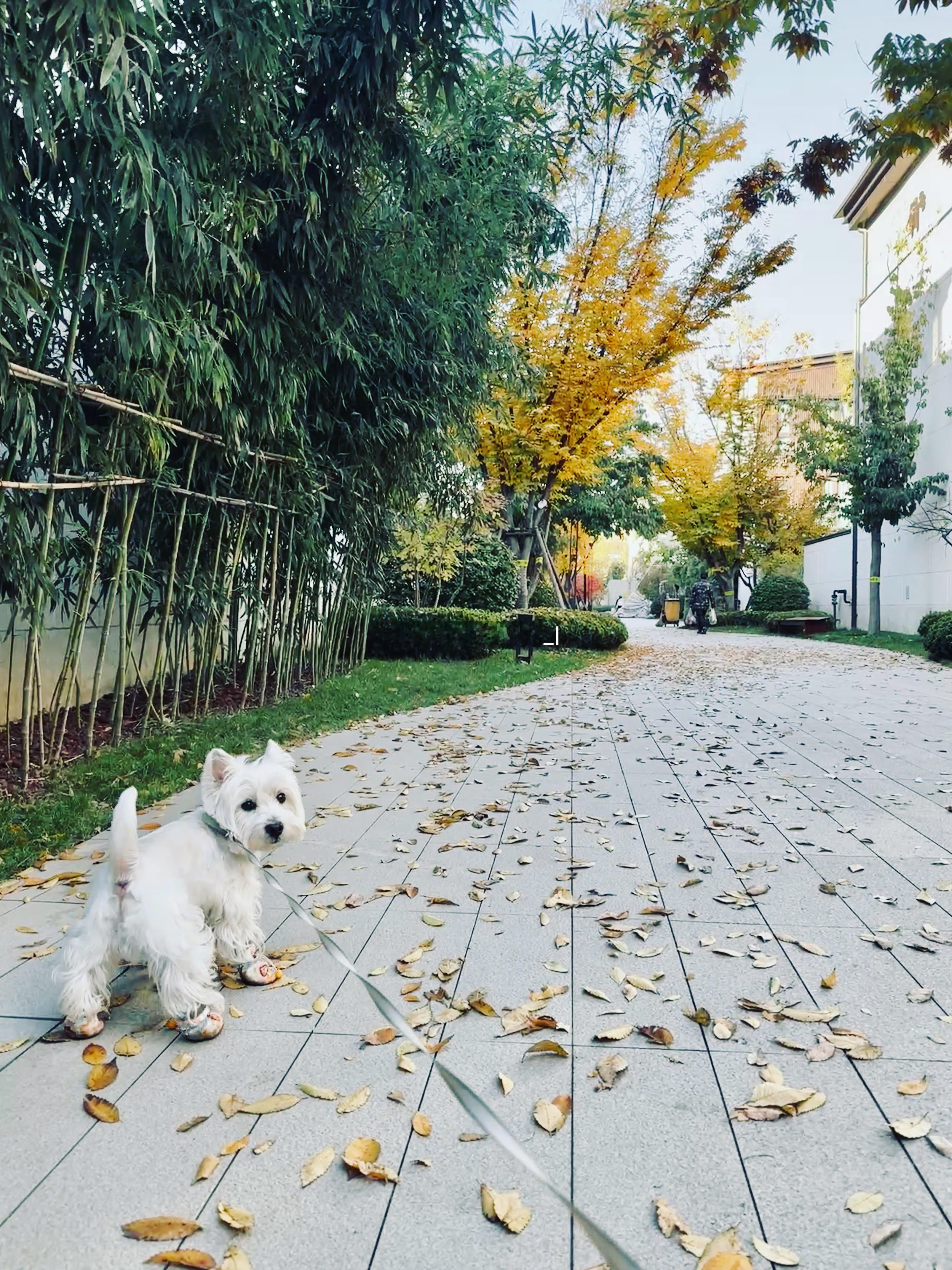 抓住北京最后的颜色，你好11月✌️11月梦想家ALI ​​​