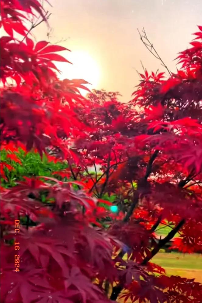 上联:冬去山明水秀
下联:春回花开蝶舞