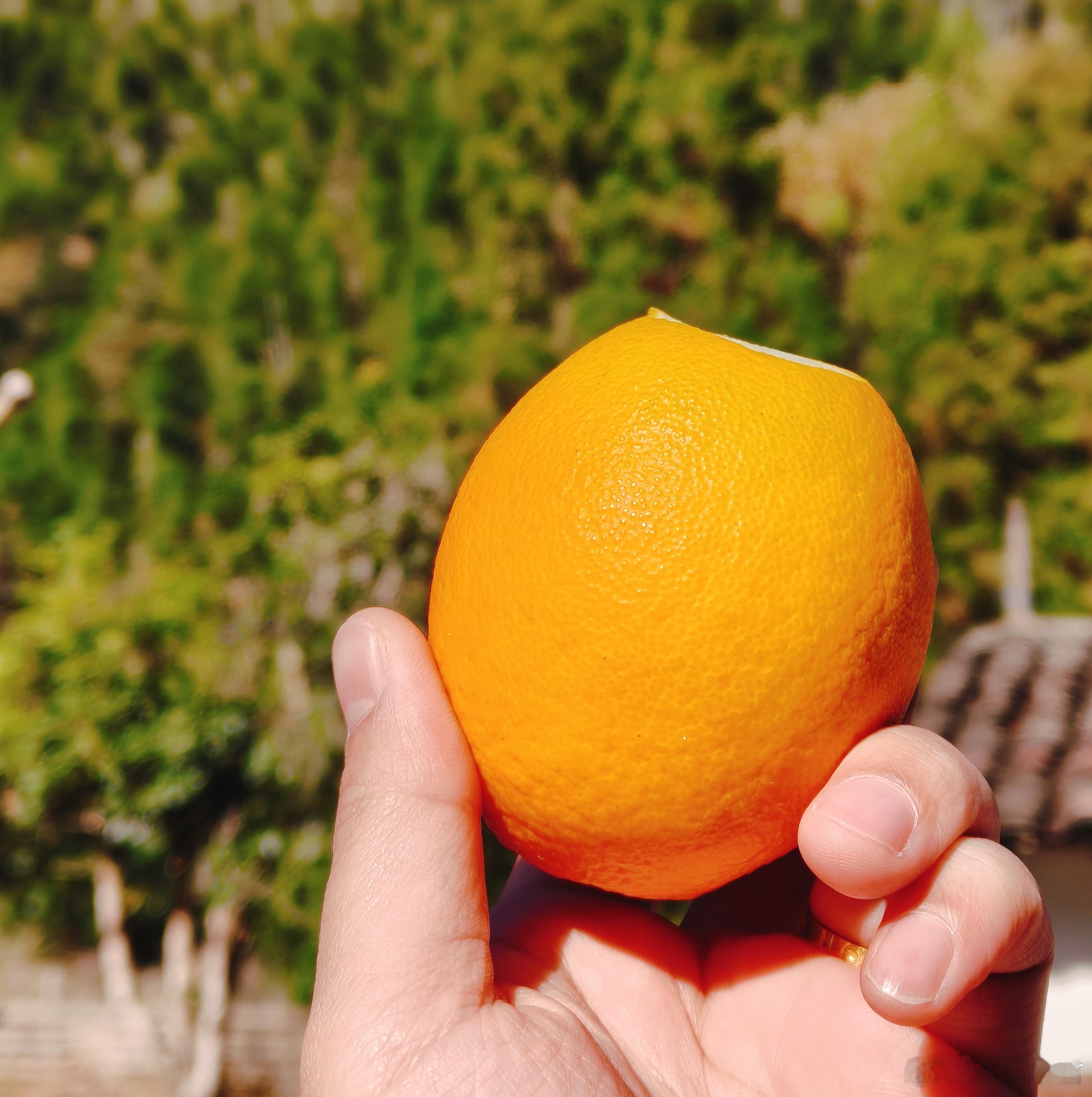 晒着太阳，吃着赣南脐橙，谁懂这含金量。