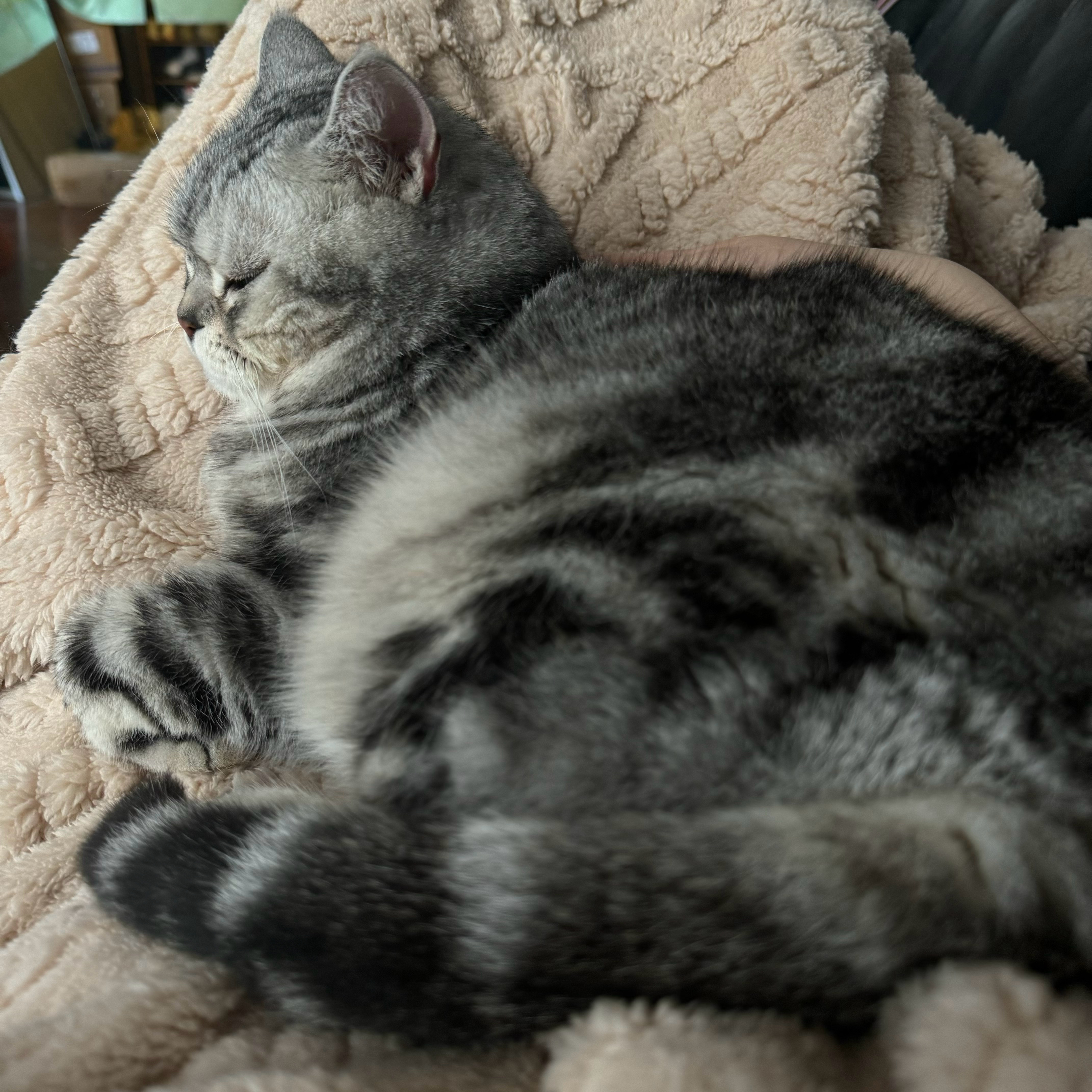 小～～～猫～～～咪～～～～[舔屏][舔屏][舔屏][舔屏][舔屏][舔屏][舔屏
