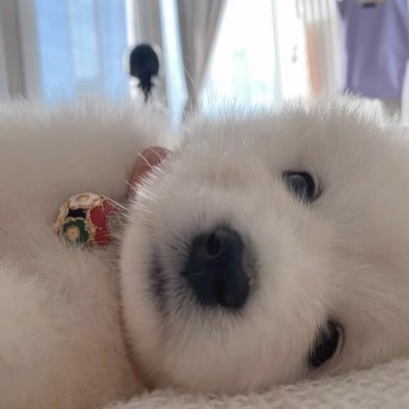 小黄 你醒噜 