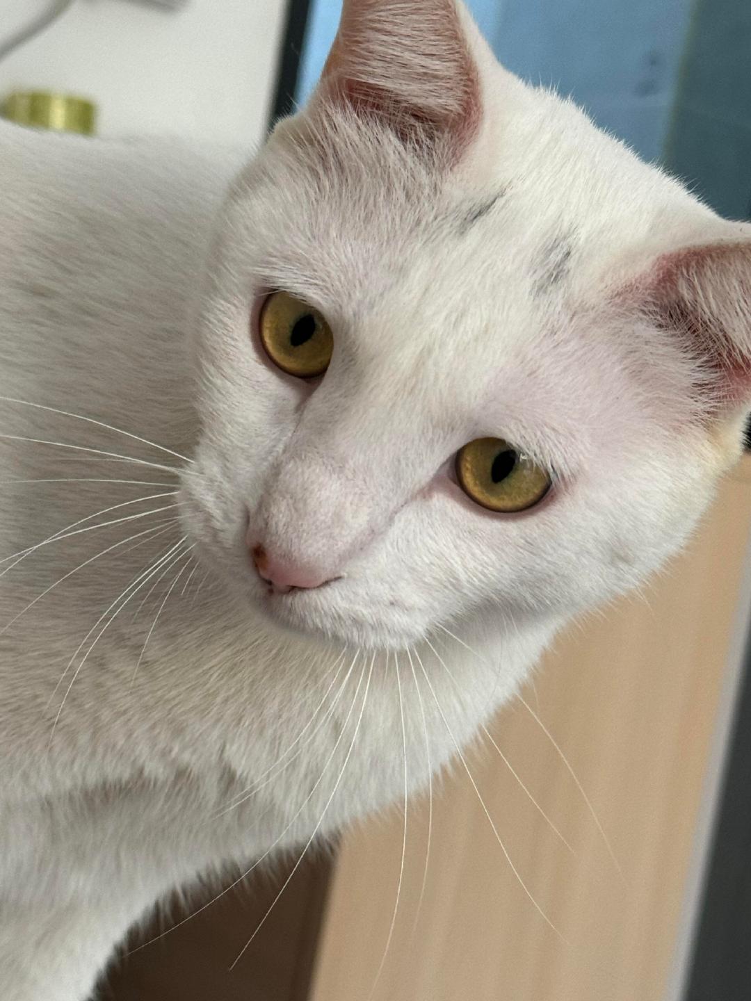 “你是不是看到一个白色头发金色眼睛的…………”[喵喵]#齐司礼痛猫# #齐司礼#